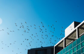 การออกแบบฟาซาดที่เป็นมิตรกับนก